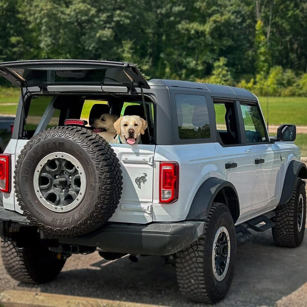 Dog in the back of a Bronco from Bill Brown Ford in Livonia, MI